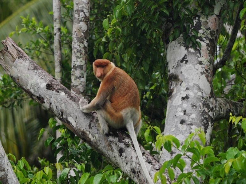 Proboscis Monkey have a reddish-brown color, a long white tail, and a pot-bellied appearance caused by a specialized multi-chambered stomach for digesting tough leaves.