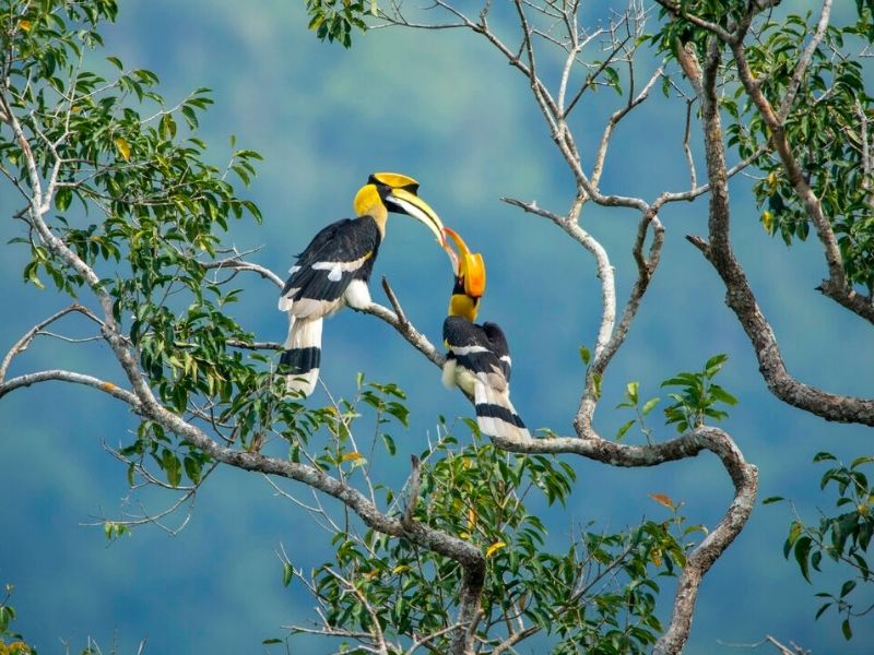 Great Hornbills a pair of Great Hornbills
